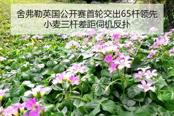 she-fu-lei-ying-guo-gong-kai-sai-shou-lun-jiao-chu-gan-ling-xian-xiao-mai-san-gan-cha-ju-si-ji-fan-pu-2-924.jpg